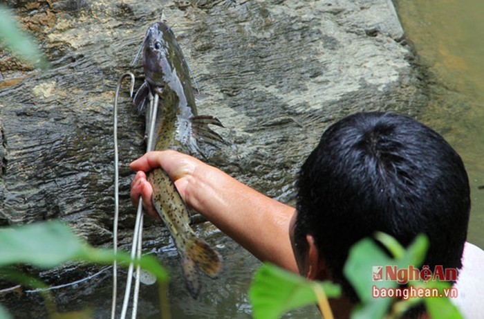 Bí ẩn miền Tây xứ Nghệ: Loài cá nặng hàng yến, dài cả mét Ca-khung