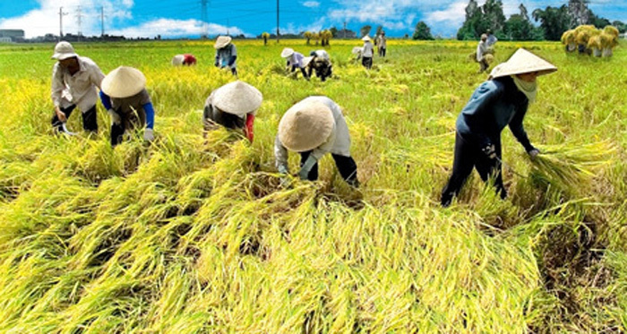 Nông nghiệp thăng tiến, nông dân vẫn lắc lư dễ ngã