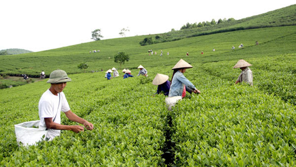 Tuyên Quang: 2 năm, 16.183 hộ thoát nghèo