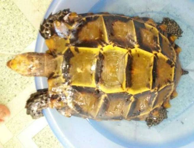 Bí ẩn loài rùa đắt như vàng ròng: Bị săn lùng đến tận diệt