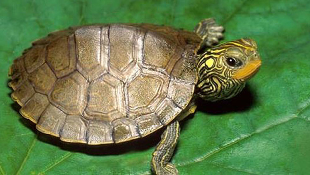 Hình ảnh con Rùa đẹp sắc nét ấn tượng nhất PHÒNG GD ĐT HUYỆN CON CUÔNG