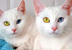 Ngắm cặp mèo song sinh gây "sốt" vì cặp mắt dị sắc