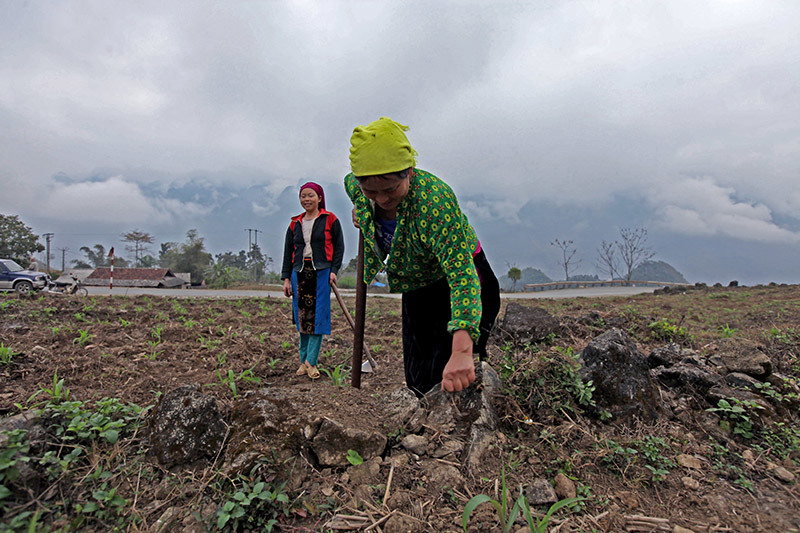 Những thửa ruộng kỳ lạ trên cao nguyên đá Đồng Văn