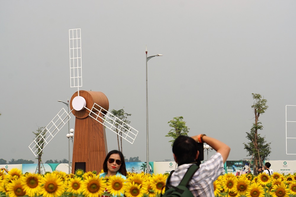 Hoa hướng dương,Sài Gòn