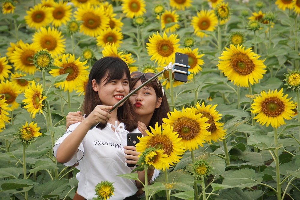 Hoa hướng dương,Sài Gòn