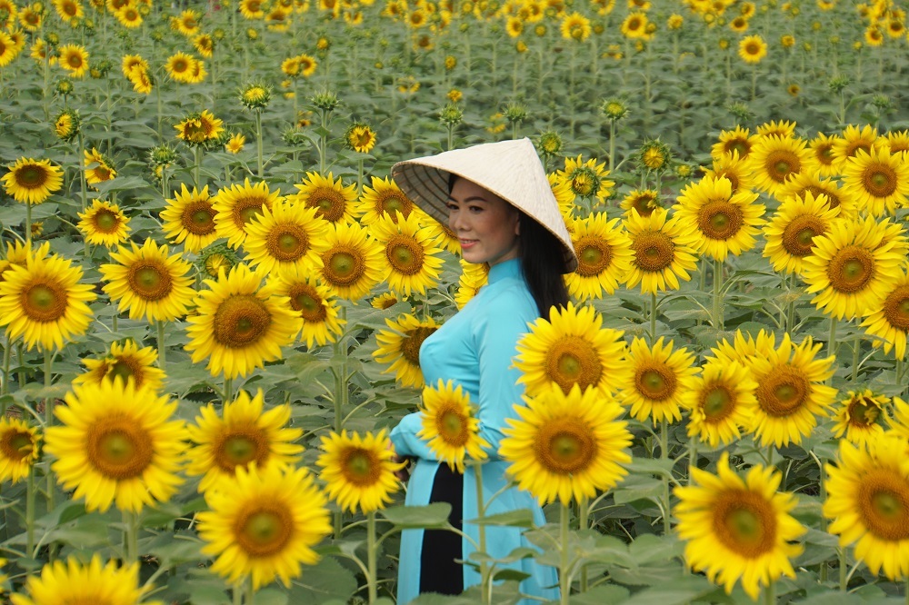 Hoa hướng dương,Sài Gòn