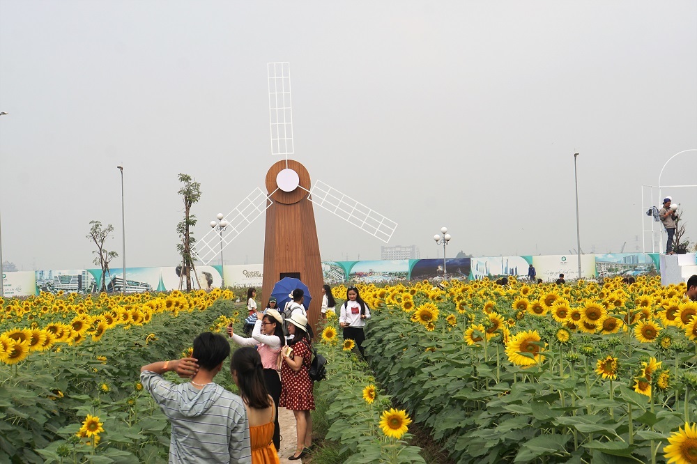 Hoa hướng dương,Sài Gòn