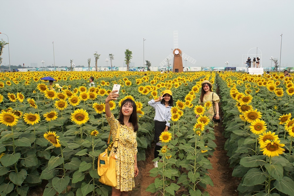 Hoa hướng dương,Sài Gòn