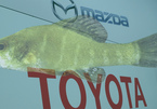 Toyota và Mazda tốn 6 triệu USD để đền bù cho tổn thất về môi trường
