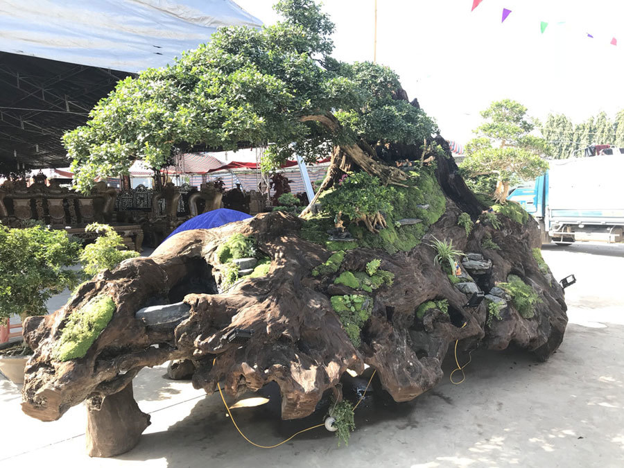 Nguyệt quế tọa gốc lũa sao giá gần 1 tỷ gây ấn tượng mạnh lần đầu ra Bắc