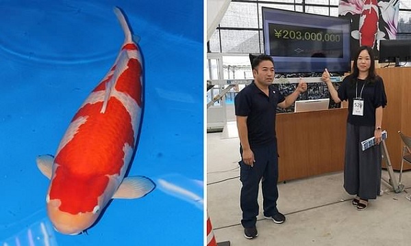 Ngắm con cá Koi trị giá gần 42 tỷ đồng - VietNamNet