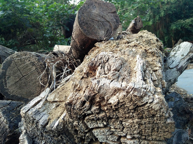 Giật mình với 'nghĩa địa gỗ' khổng lồ giữa Thủ đô