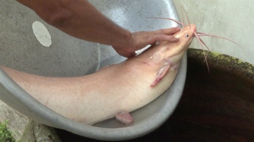 Dân đổ xô xem cá trê 'khủng' có màu hồng vàng lạ