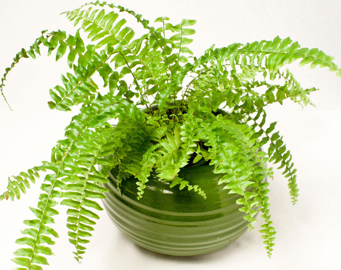 Những cây cảnh 'nhỏ nhưng có võ' hút sạch chất độc hại trong nhà