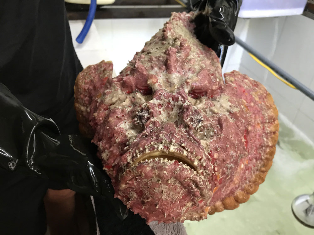 Con cá trông như 1 tảng đá, xấu xí đáng sợ đang bị săn lùng