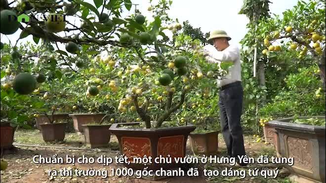 Chanh vàng tứ quý chơi Tết 70 triệu đồng/chậu lo không đủ bán