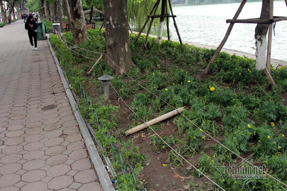 Sửng sốt vườn hoa hồ Gươm sáng nay bị san trụi sau giao thừa