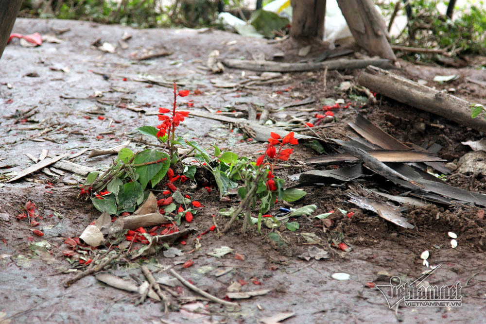 Sửng sốt vườn hoa hồ Gươm sáng nay bị san trụi sau giao thừa