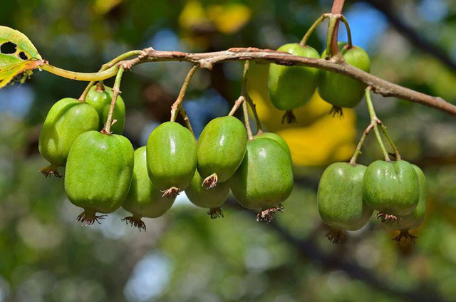 Loại quả tí hon giá cắt cổ được bà nội trợ săn lùng Loại quả tí hon giá cắt cổ được bà nội trợ săn lùng