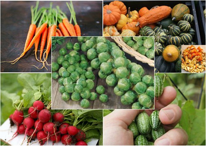 Loại quả tí hon giá cắt cổ được bà nội trợ săn lùng