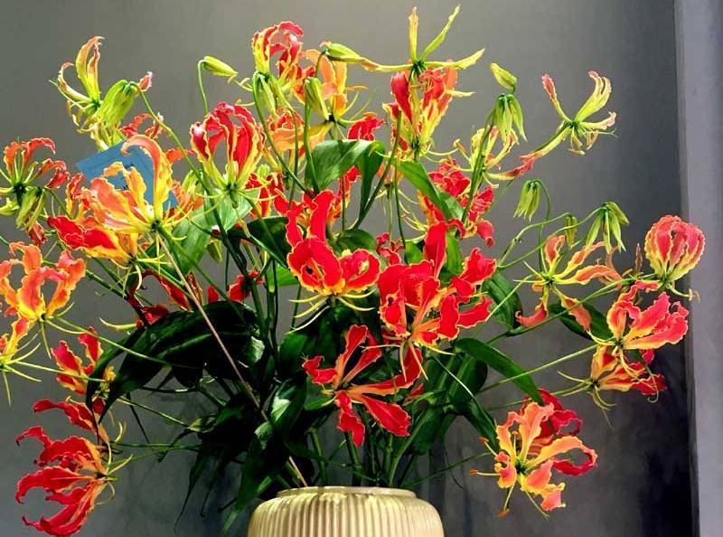 Loài hoa đỏ rực lửa từ Nhật 'đốt' túi tiền khách dịp Tết