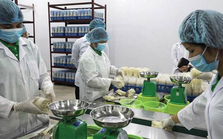 Vietnam’s mushroom market very promising as family incomes climb