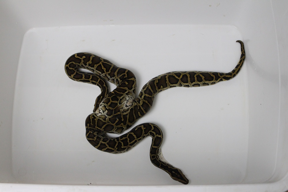 Trăn 2 đầu, cá quái vật có 1 không 2 trên đất Việt