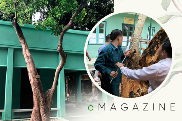 90 giờ cân não cứu sống cây trường xanh trong Khu di tích Phủ Chủ tịch