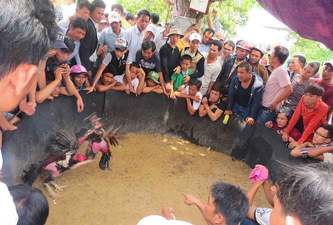 Bí mật kỳ thú về gà chọi: Uống nhân sâm, ăn thịt bò