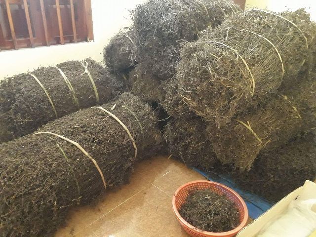 Trung Quốc 'cấm cửa' cây đặc sản chủ lực, Lạng Sơn xin 'giải cứu'