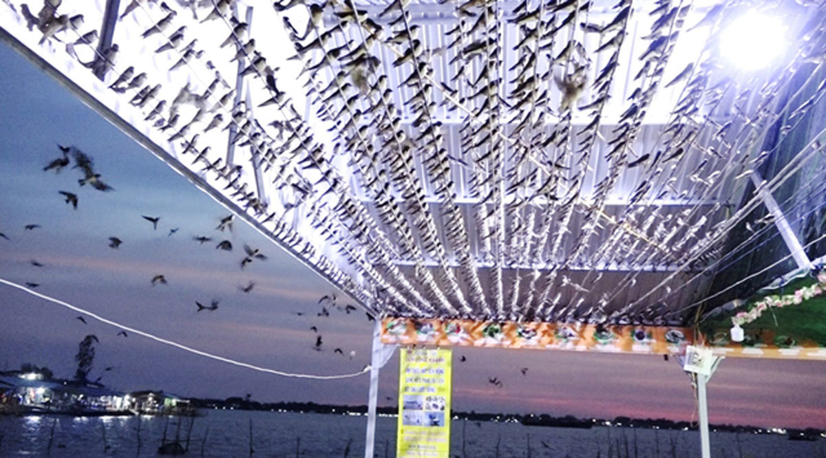 Hiếm có: Hàng ngàn chim én đậu kín nhà 1 người dân