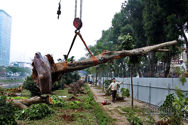 Hà Nội khai tử hàng cây đẹp nhất ven sông Tô Lịch