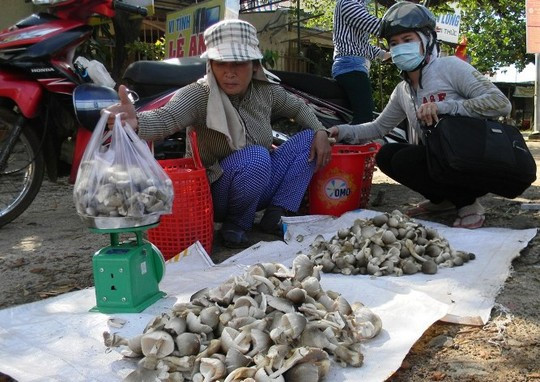 Nấm tươi tăng giá, nông dân sợ nhất 'đụng hàng' với nấm Trung Quốc