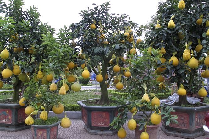 Săn hàng độc chơi Tết, 'bàn tay Phật' mọc trên thân cây lạ