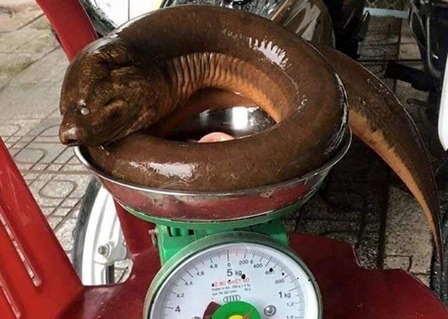 Nghệ An: Con lươn khổng lồ nặng 1,6 kg nhìn thật kinh sợ