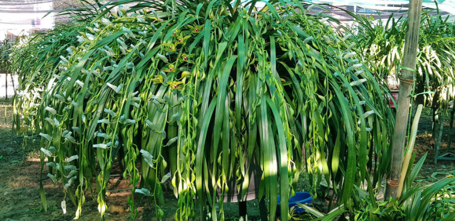 Đại gia Hà thành chi 1,5 tỷ mua 500 nhành lan huyền thoại chơi Tết