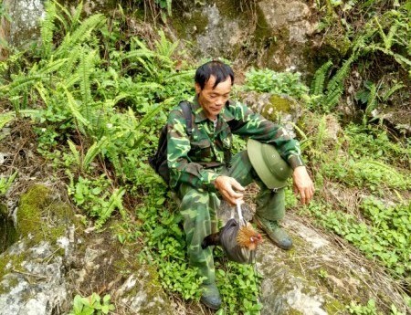 Ly kỳ chuyện trèo núi, vào thung sâu săn loài gà rừng má đỏ