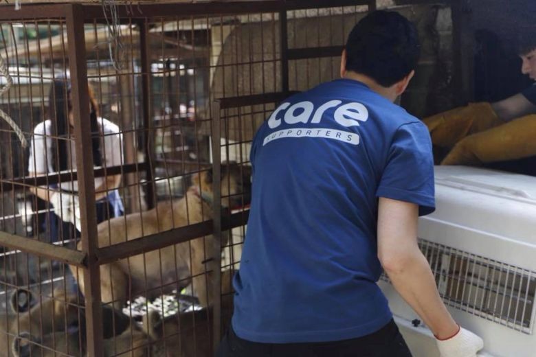 Hội bảo vệ động vật lớn nhất Hàn Quốc giết hàng trăm con chó