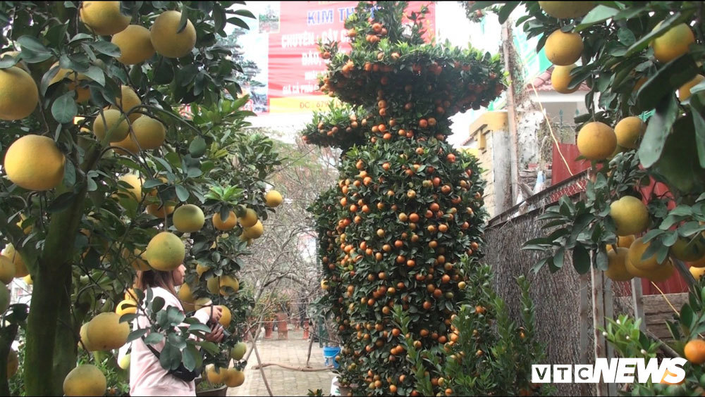 Quất lục bình khổng lồ cao hơn 3m, giá gần 50 triệu đồng/cặp