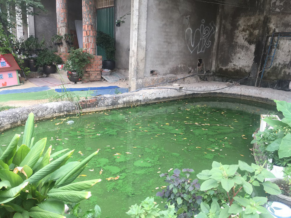 Bên trong biệt thự bỏ hoang Sài Gòn: Thả cá hồ bơi, nuôi gà, trồng mít