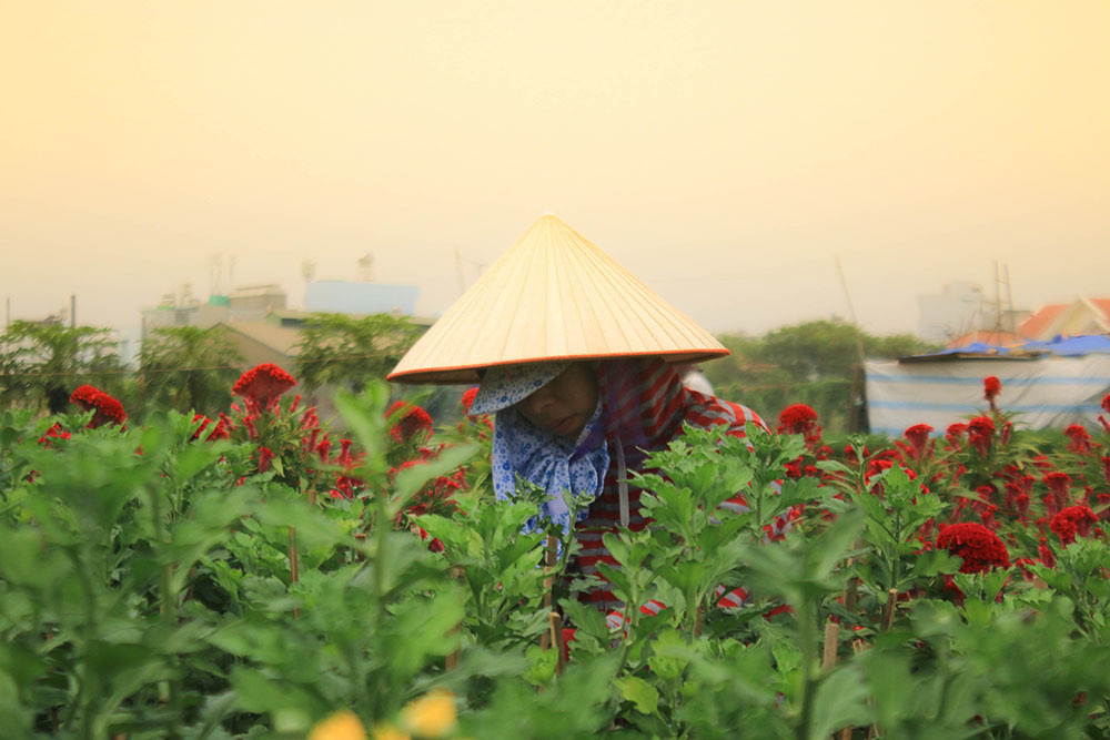 Không khí náo nức ở làng hoa ven Sài Gòn dịp cận Tết