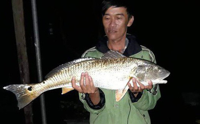Cá lạ nghi sủ vàng nặng 5 kg sa lưới ngư dân Hà Tĩnh