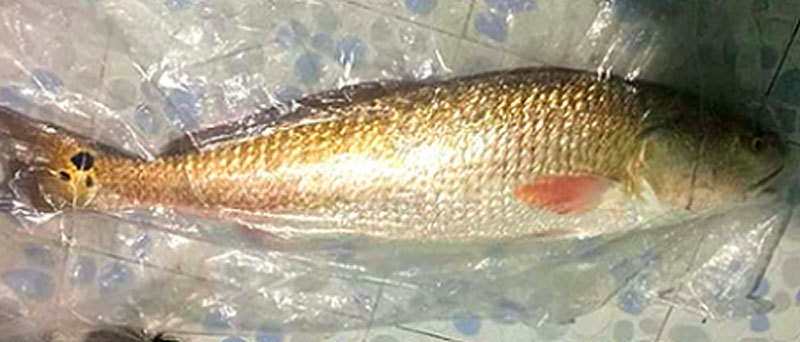 Cá lạ nghi sủ vàng nặng 5 kg sa lưới ngư dân Hà Tĩnh