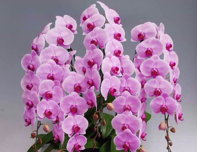 Lan hồ điệp nhập ngoại 3 triệu đồng/cành vẫn ùn ùn mua về chơi Tết