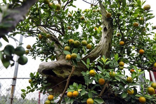 Quất gỗ lũa hàng chục triệu đồng/chậu vẫn rước về nhà chơi Tết