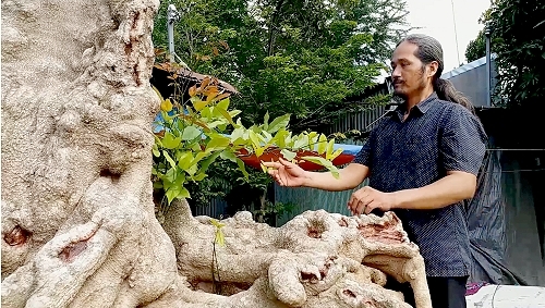 'Cụ' cây rùa cổ tuổi hơn 10 đời người hiếm có khó tìm ở An Giang
