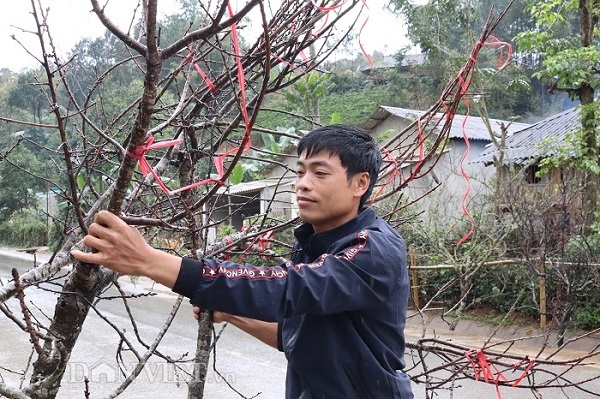Buôn đào rêu mốc xù xì, dân vùng cao lãi bộn tiền