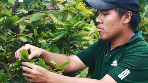 Vặt lá, bắt sâu: Tiền công mỗi ngày cả triệu