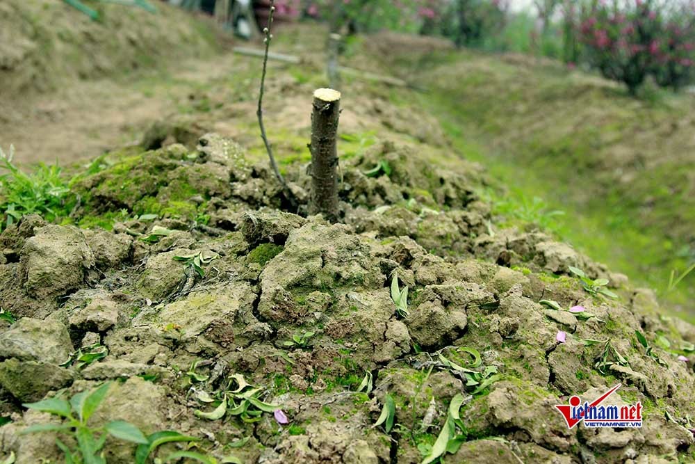 Điêu đứng nhìn hàng trăm gốc đào bị kẻ gian đốn hạ ở Bắc Ninh
