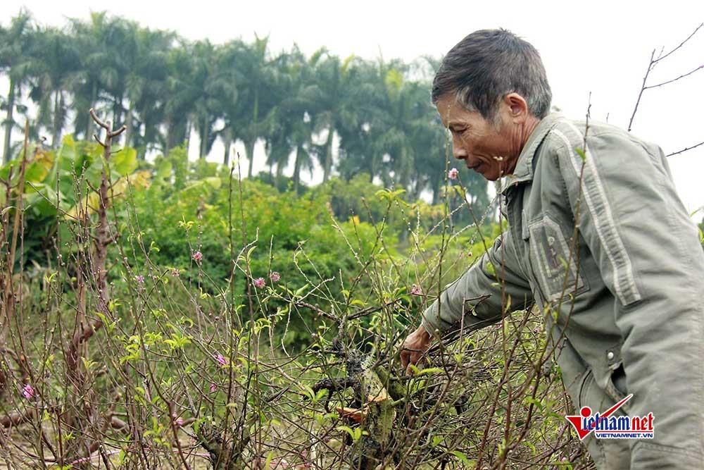 Điêu đứng nhìn hàng trăm gốc đào bị kẻ gian đốn hạ ở Bắc Ninh